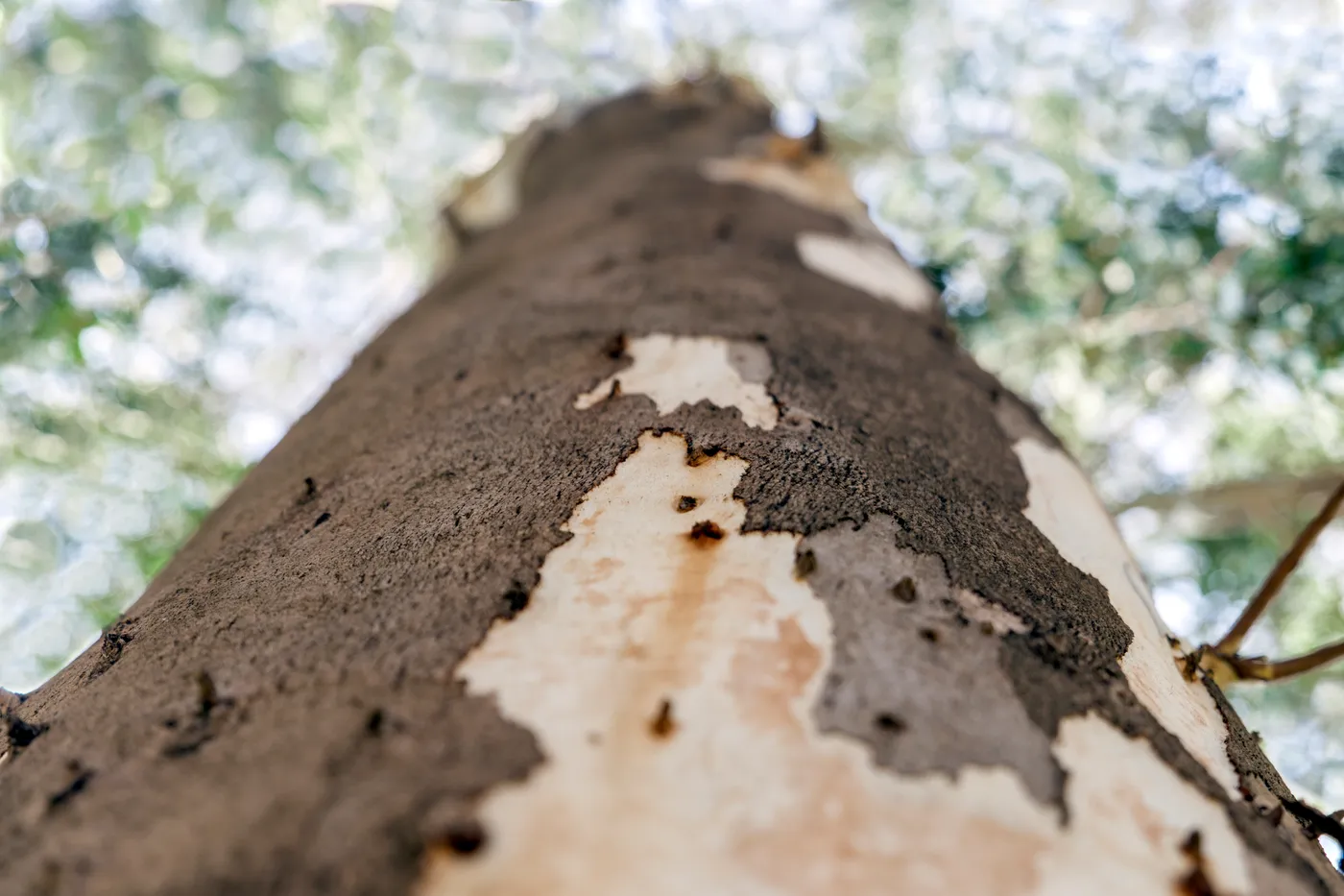 River red gum bark
